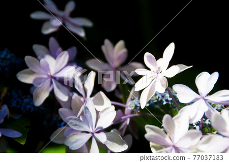 淡紫色的繡球花 淡紫色的繡球花 77037183