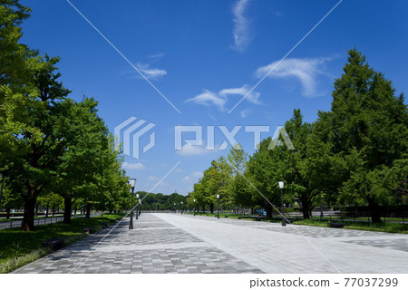 東京丸之內杏子街 東京丸之內杏子街 77037299