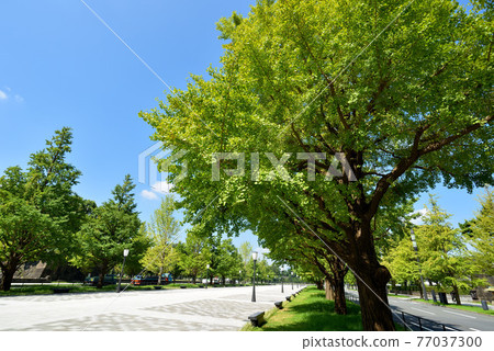 東京丸之內杏子街 東京丸之內杏子街 77037300