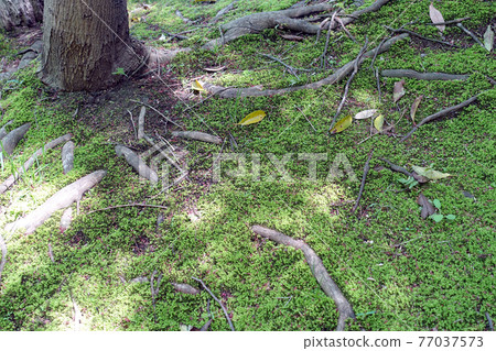 漫步大名庭園形象特別風景栗林庭園苔蘚 漫步大名庭園形象特別風景栗林庭園苔蘚 77037573