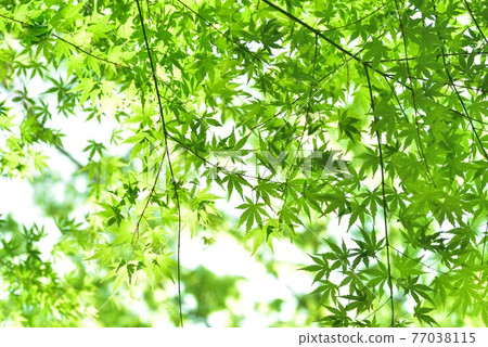 Fresh green eco 77038115