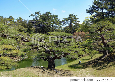 漫步大名庭園像 特別風景栗林庭園 南湖松 漫步大名庭園像 特別風景栗林庭園 南湖松 77038302