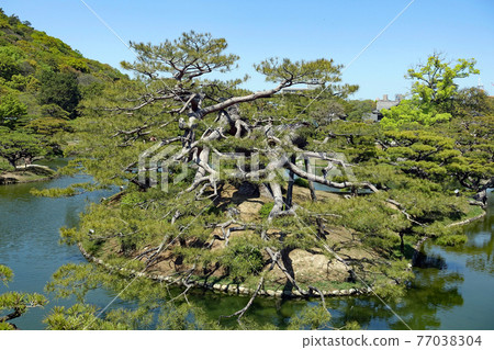 漫步大名庭園像 特別風景栗林庭園 南湖松 漫步大名庭園像 特別風景栗林庭園 南湖松 77038304