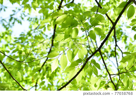 Fresh green eco Fresh green eco 77038768