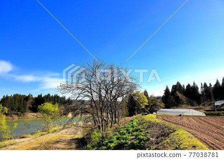 Spring on the banks of the Mogami River in Yamagata Prefecture Spring on the banks of the Mogami River in Yamagata Prefecture 77038781