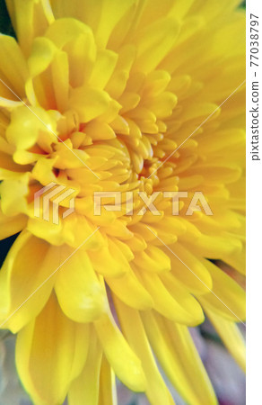 Yellow flower chrysanthemum dahlia Yellow flower chrysanthemum dahlia 77038797