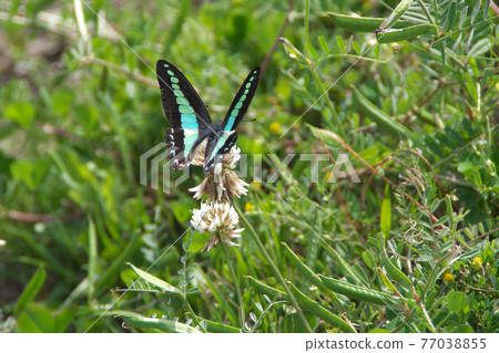 常見的青蠅 77038855