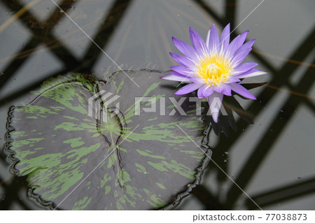 Water lily in aquatic life house on Jeju Island, South Korea 77038873