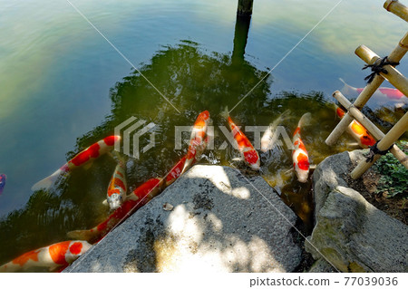 Japanese garden image Special scenic Ritsurin Garden North lake (pond) and carp herd 77039036
