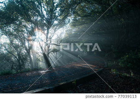 雨後的陽光 77039113