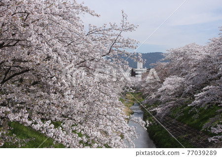 奈良市薩波河的櫻花風景 照片素材 圖片 圖庫