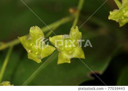 Natural plant Ryukyu Mayumi, a shrub distributed south of southern Kyushu. Mayumi is a deciduous tree, but this is an evergreen tree Natural plant Ryukyu Mayumi, a shrub distributed south of southern Kyushu. Mayumi is a deciduous tree, but this is an evergreen tree 77039443