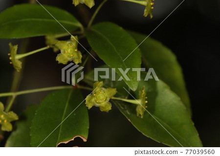 據說天然植物琉球真由美和鮮花盛開在初夏，但在石垣島，它們似乎在四月左右開花。 77039560