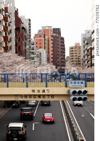 On the Tengenji Bridge pedestrian bridge in spring On the Tengenji Bridge pedestrian bridge in spring 77039762