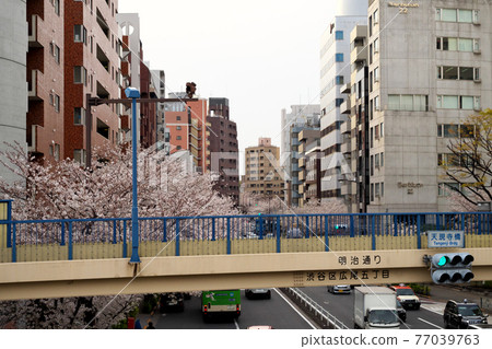 On the Tengenji Bridge pedestrian bridge in spring On the Tengenji Bridge pedestrian bridge in spring 77039763