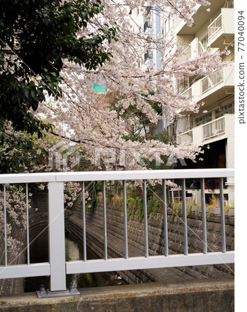 狸橋和小櫻 77040094