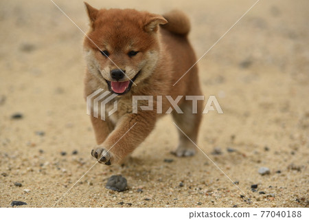 Shiba Inu puppy starts running Shiba Inu puppy starts running 77040188