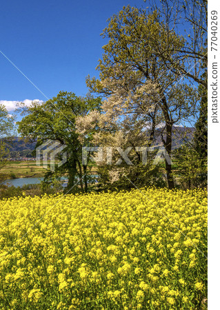 長野縣飯山市菜花公園信州油菜花和千曲川 照片素材 圖片 圖庫