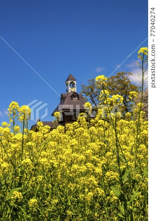 長野縣飯山市菜花公園信州油菜花和宴會廳 照片素材 圖片 圖庫