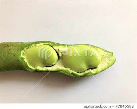 蠶豆透過豆莢偷看 77040592