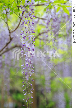 紫藤花 紫藤花 77040772