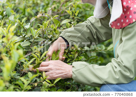 Senior woman picking tea leaves 77040868