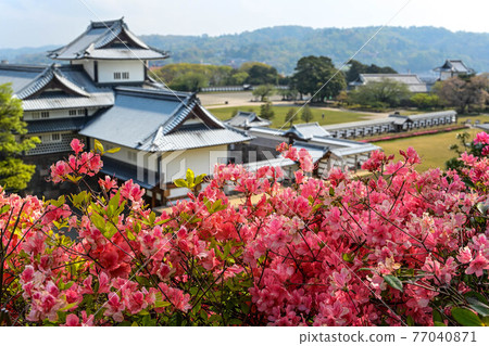 杜鵑花盛開的金澤城公園的春景 77040871