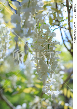 白紫藤花 白紫藤花 77040907