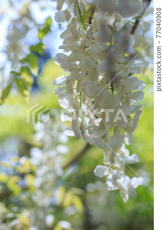 白紫藤花 白紫藤花 77040908