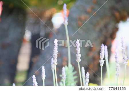 薰衣草花 薰衣草花 77041163