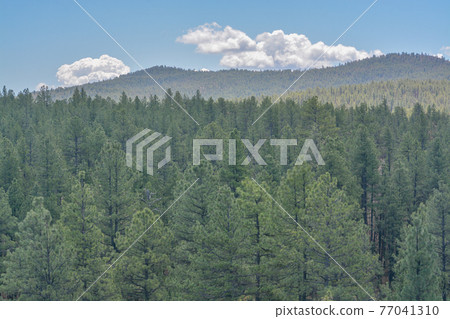 Beautiful view of Ponderosa Pine Trees in the high altitude of the White Mountains in Apache County, Arizona 77041310