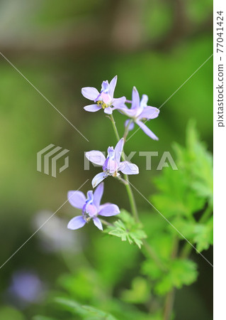 Seriha Hienso flower 77041424