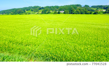 Summer rice field 77041528