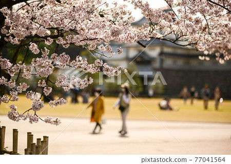 Cherry-blossom viewing visitors enjoying the cherry blossom scenery of Kanazawa Castle Park Cherry-blossom viewing visitors enjoying the cherry blossom scenery of Kanazawa Castle Park 77041564