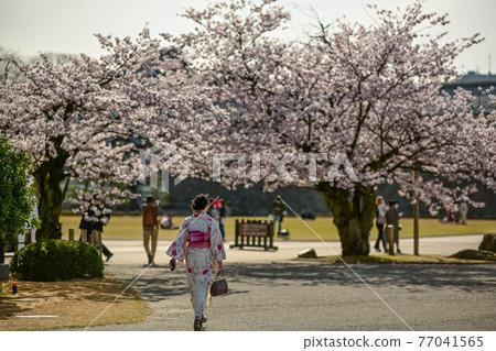 Cherry-blossom viewing visitors enjoying the cherry blossom scenery of Kanazawa Castle Park Cherry-blossom viewing visitors enjoying the cherry blossom scenery of Kanazawa Castle Park 77041565