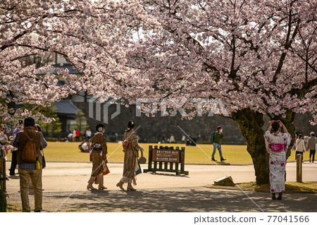 Cherry-blossom viewing visitors enjoying the cherry blossom scenery of Kanazawa Castle Park Cherry-blossom viewing visitors enjoying the cherry blossom scenery of Kanazawa Castle Park 77041566