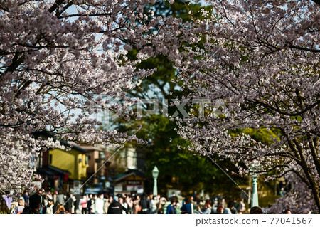 欣賞金澤城公園櫻花美景的賞花遊客 欣賞金澤城公園櫻花美景的賞花遊客 77041567
