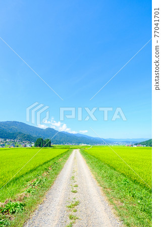 Country landscape in summer Country landscape in summer 77041701