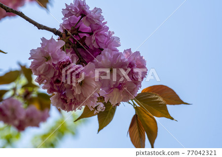 雙櫻桃樹 77042321