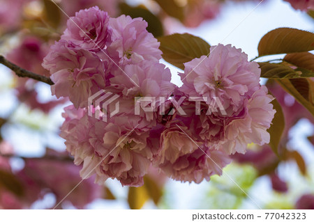 雙櫻桃樹 77042323