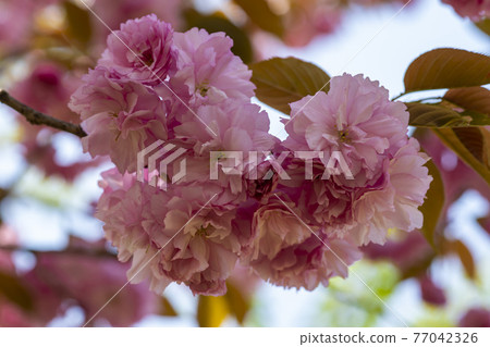 雙櫻桃樹 77042326