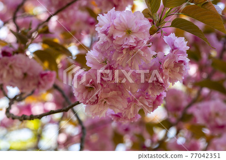 雙櫻桃樹 77042351