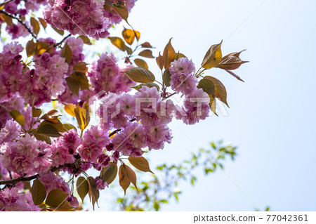 雙櫻桃樹 雙櫻桃樹 77042361