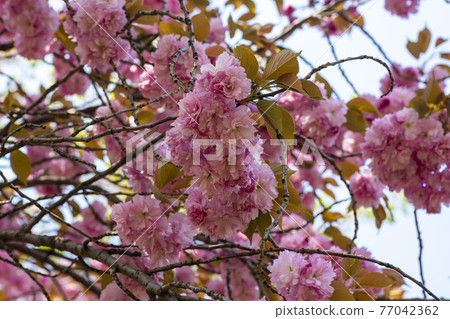 雙櫻桃樹 雙櫻桃樹 77042362