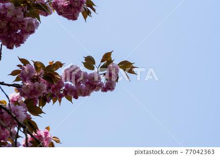 雙櫻桃樹 77042363