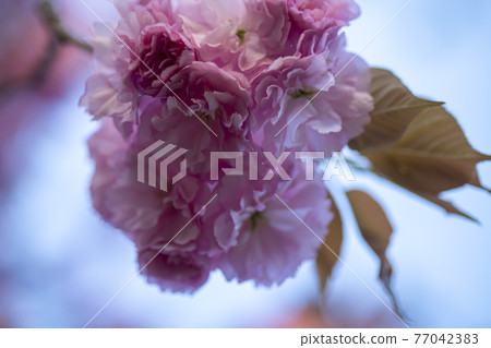 雙櫻桃樹 77042383