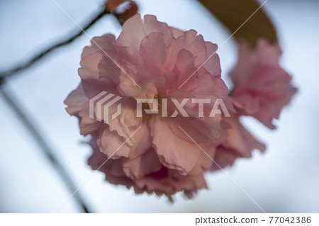 雙櫻桃樹 77042386