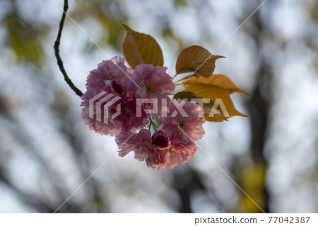 雙櫻桃樹 77042387