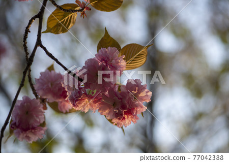 雙櫻桃樹 77042388