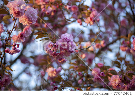 雙櫻桃樹 77042401